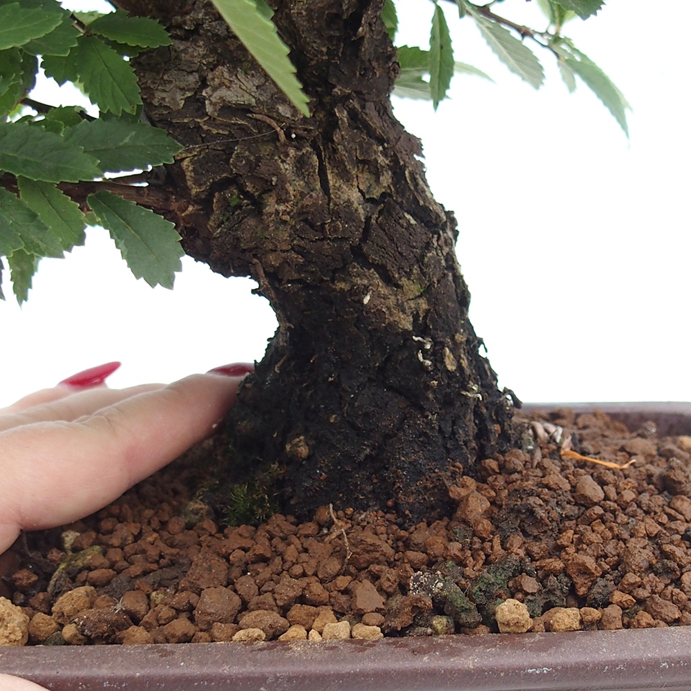 Bonsai für draußen - Zelkova - Zelkova NIRE