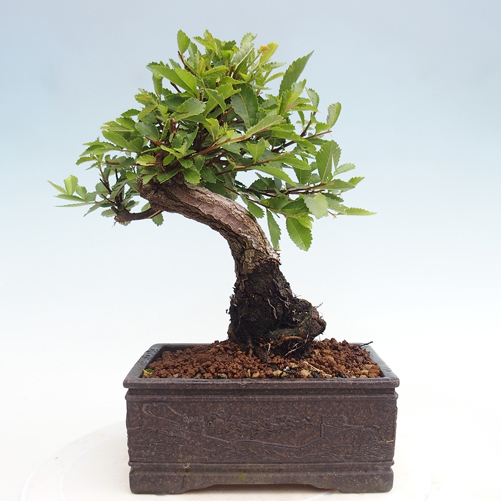 Bonsai für draußen - Zelkova - Zelkova NIRE