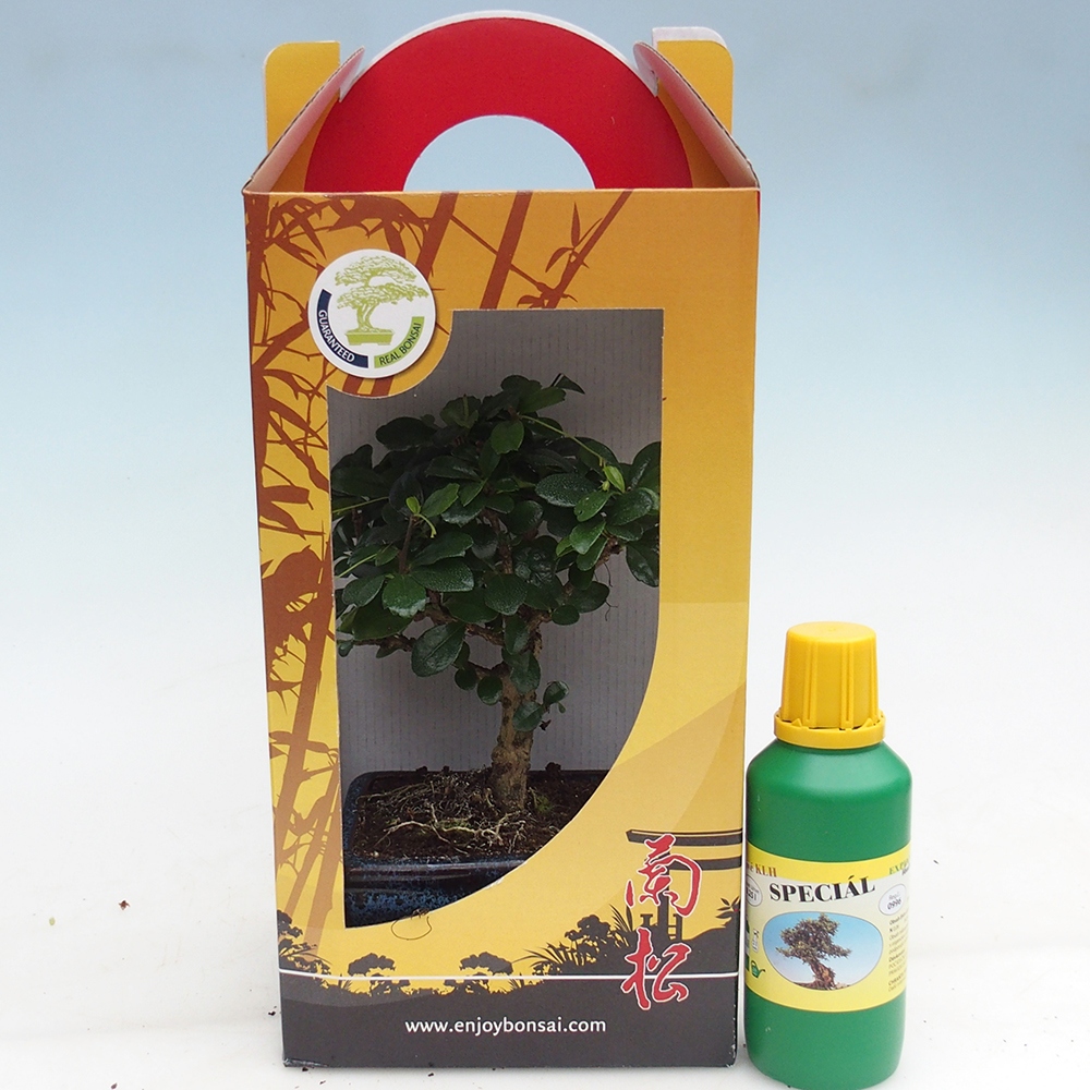 Zimmerbonsai im Geschenkkarton Carmona microphylla - Tee fuki
