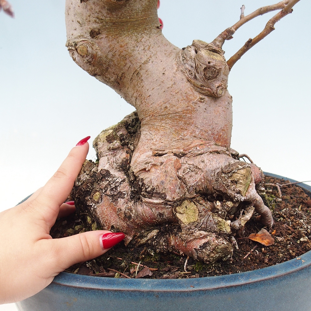 Outdoor-Bonsai -Malus halliana - Kleinfrüchtiger Apfelbaum