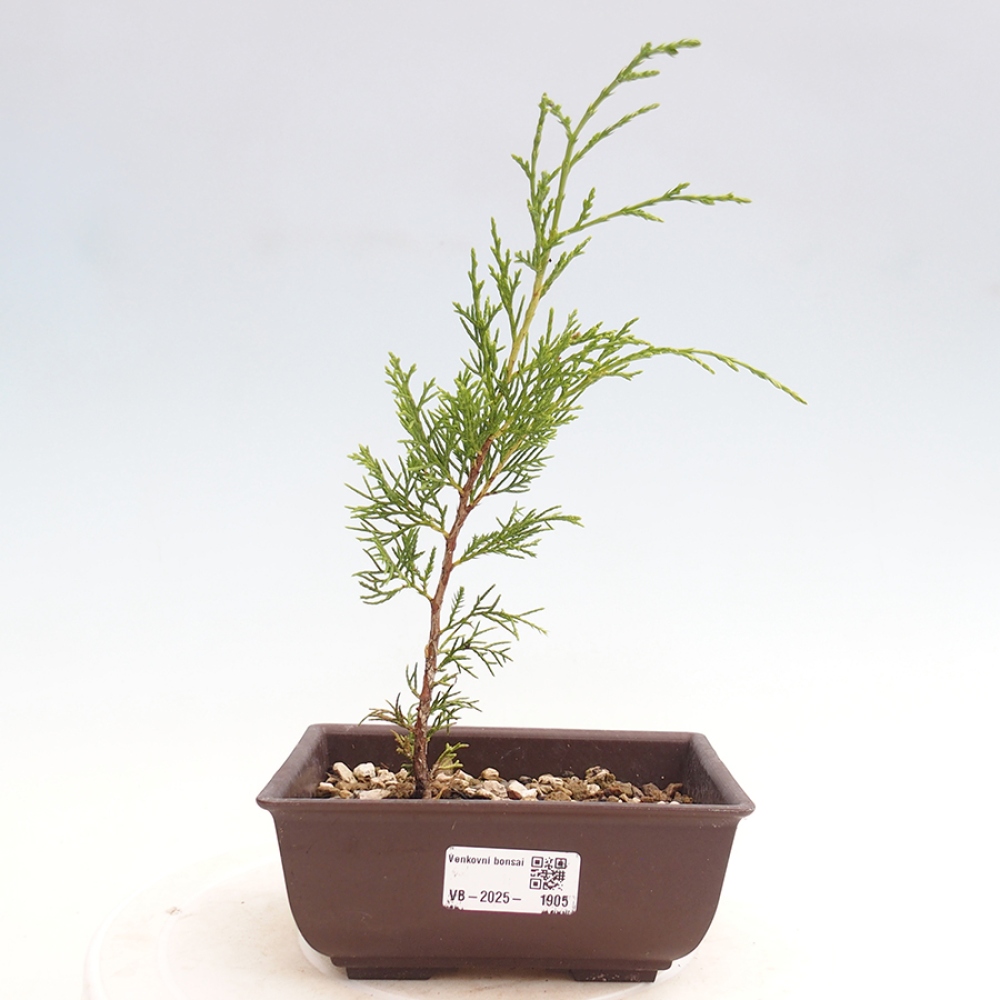 Bonsai für draußen - Juniperus chinensis Itoigawa