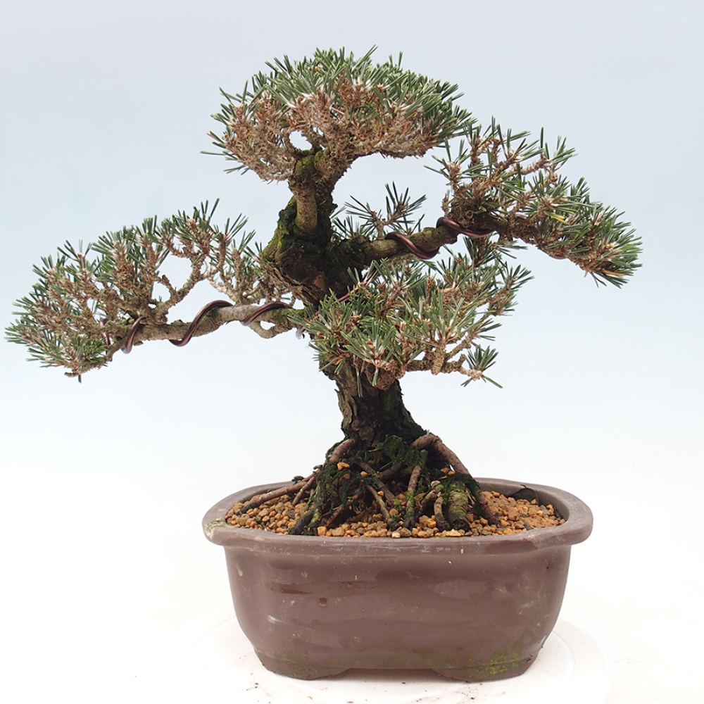Bonsai für draußen - Pinus thunbergii Kotobuki - Thunberg-Kiefer