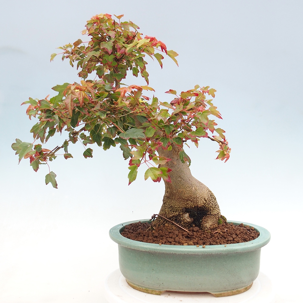 Bonsai für draußen - Acer Buergerianum - Bergahorn