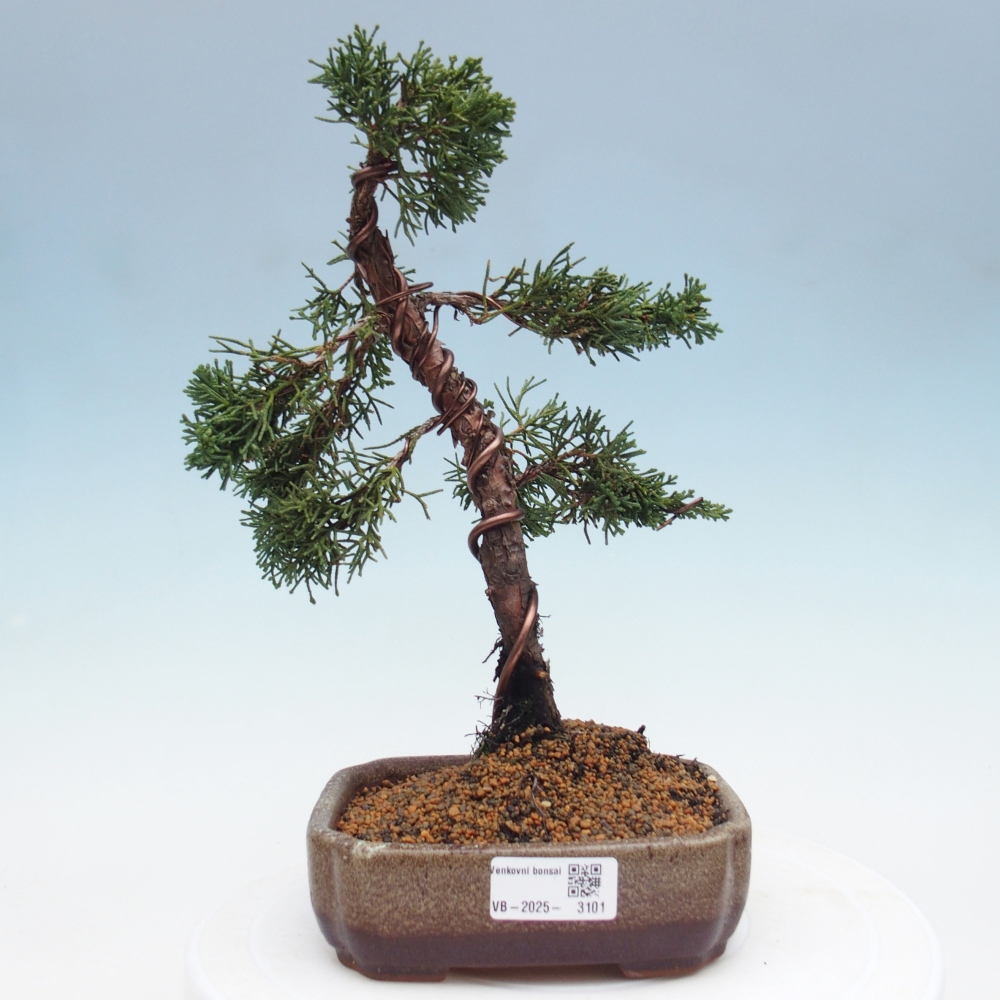 Bonsai für draußen - Juniperus chinensis Kishu