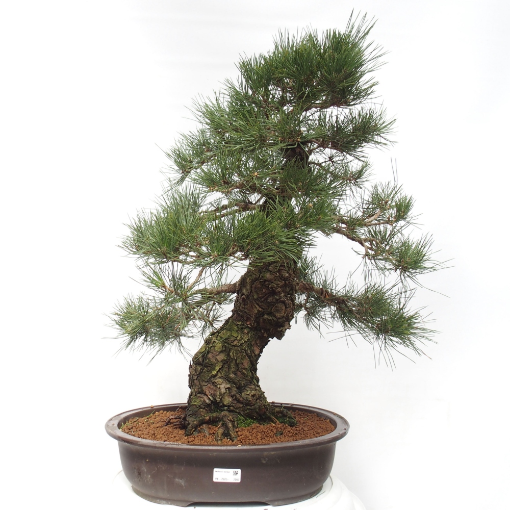 Bonsai für draußen - Pinus thunbergii - Thunberg-Kiefer