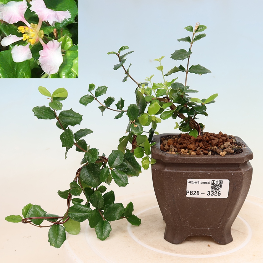 Zimmerbonsai – Barbados-Kirsche (Malpighia coccigera)