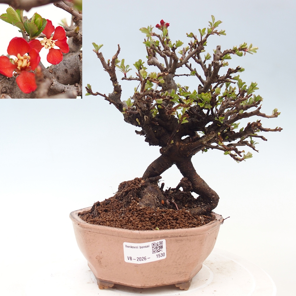 Bonsai für draußen - Chaneomeles speciosa - Quitte