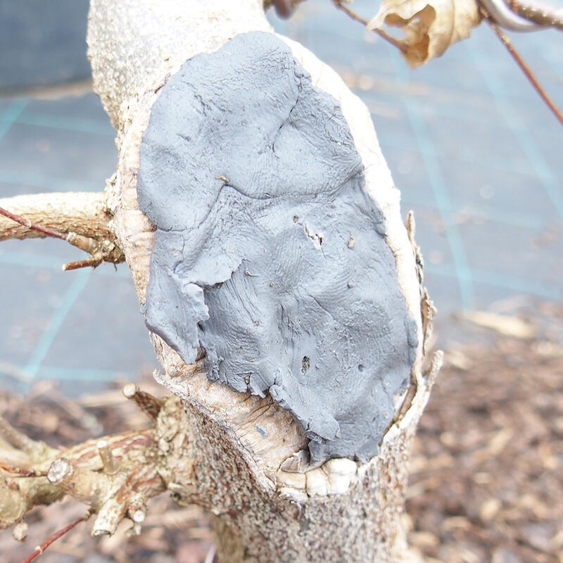 Cu-trap 160 g - für Koniferen