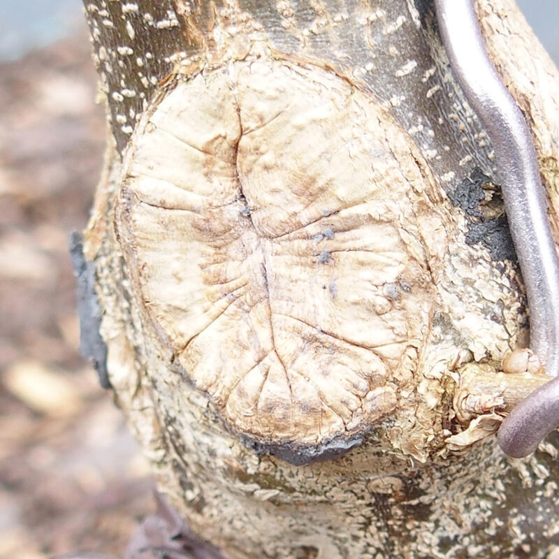 Cu-pasta 160 g - für laubabwerfende Pflanzen