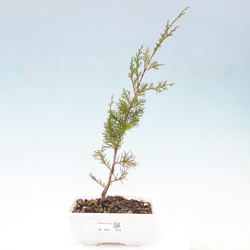 Bonsai für draußen - Juniperus chinensis Itoigawa