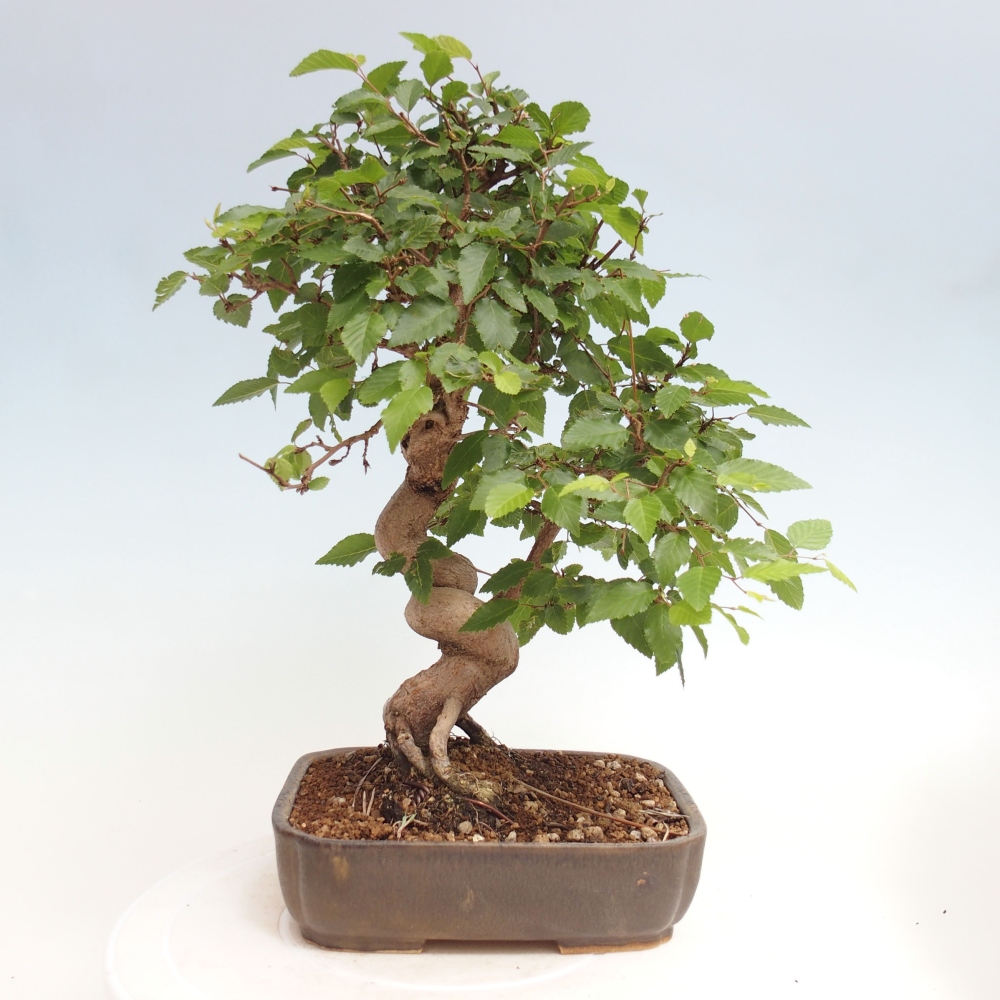 Bonsai für draußen -Carpinus CARPINOIDES - Koreanische Hainbuche