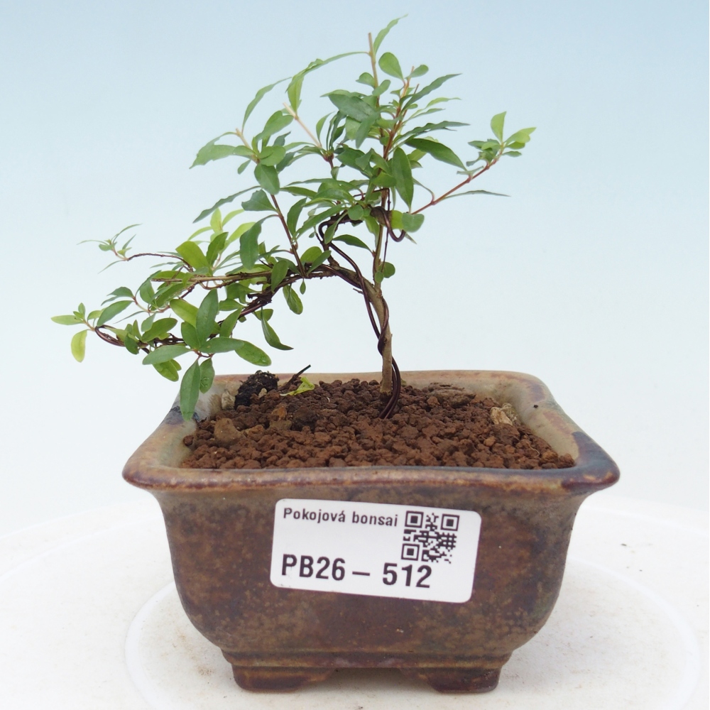 Zimmer-Bonsai-PUNICA granatum nana-Apfel-Granatapfel
