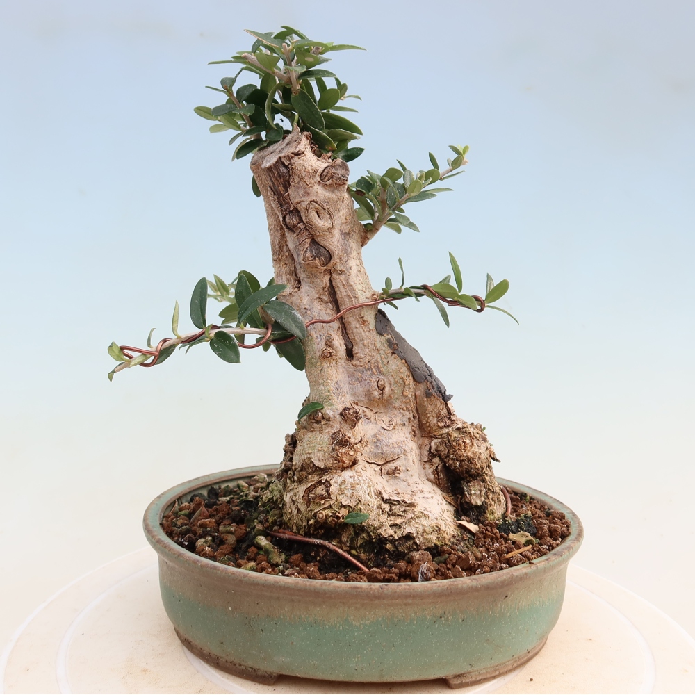 Zimmerbonsai - Olea europaea sylvestris