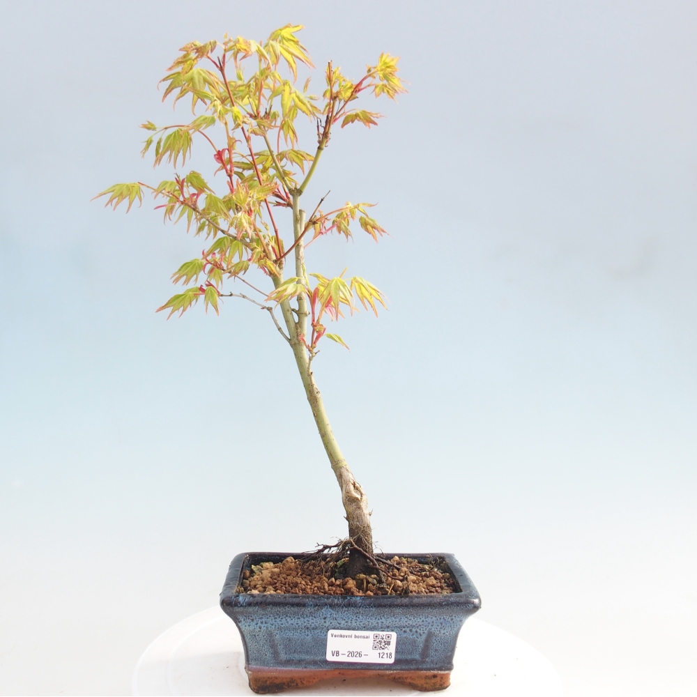 Acer palmatum Aureum - Goldahorn
