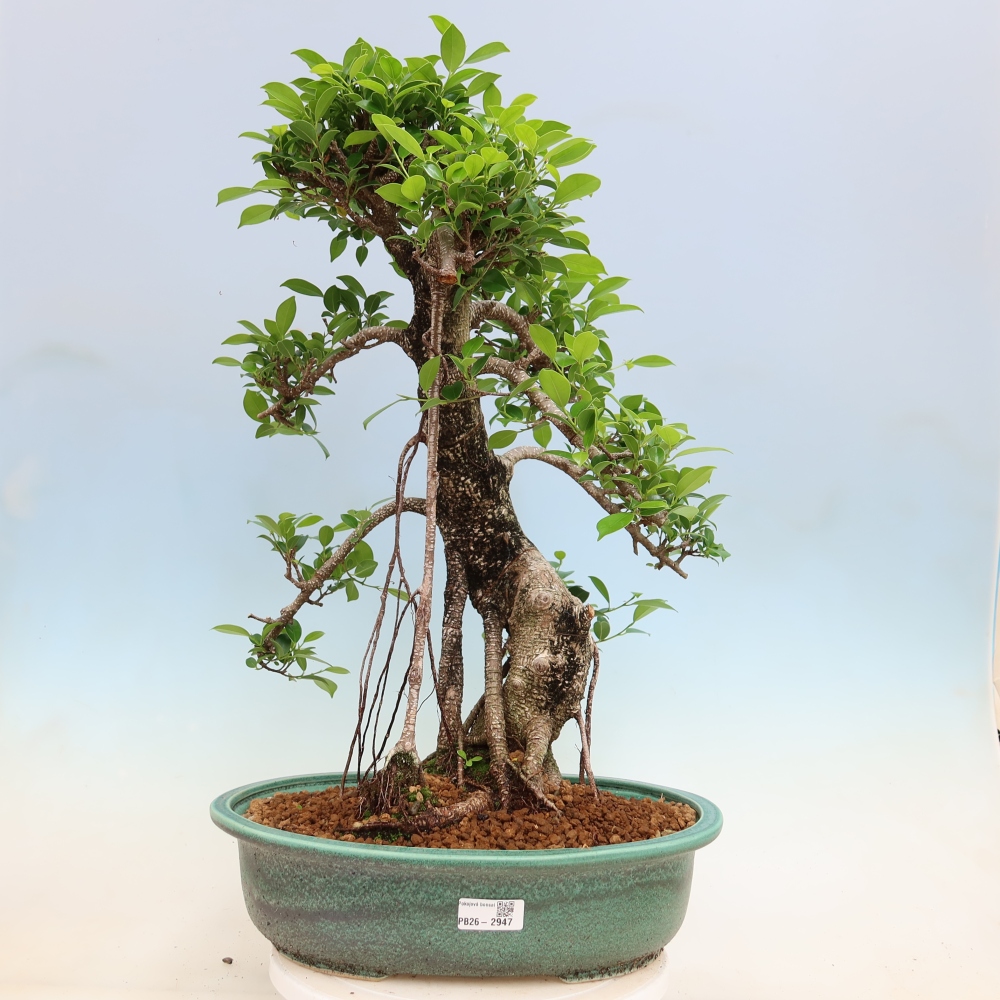 Zimmerbonsai - Ficus kimmen - Kleinblättriger Ficus