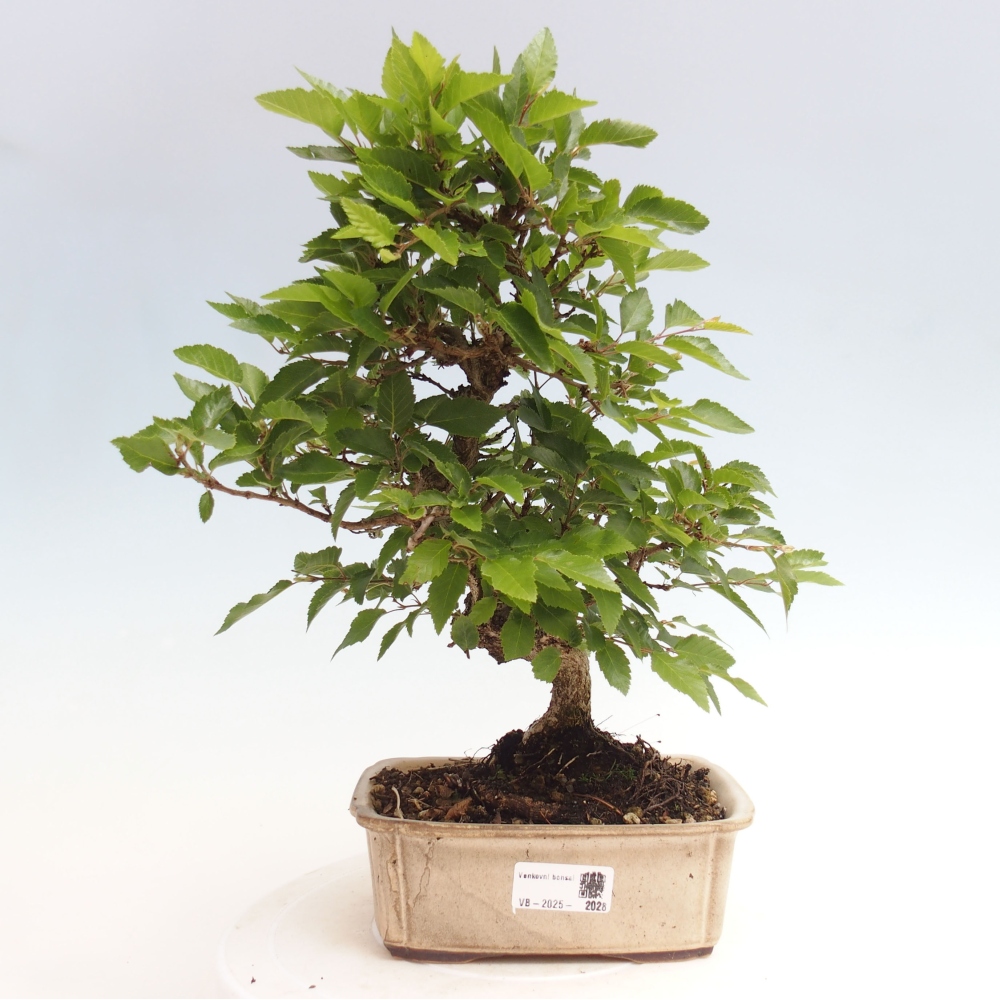 Bonsai für draußen -Carpinus CARPINOIDES - Koreanische Hainbuche