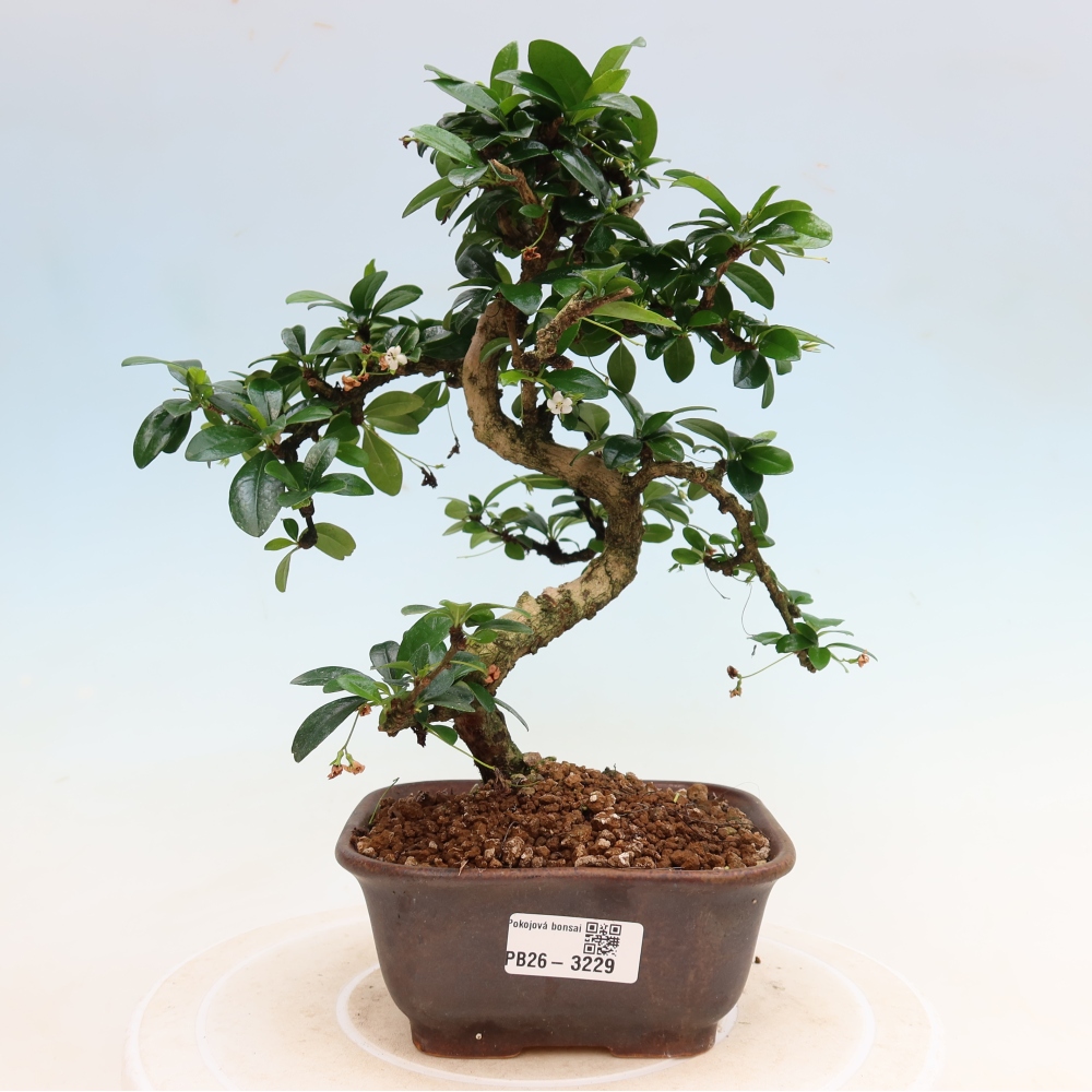 Zimmer-Bonsai - Carmona macrophylla - Tee-Fuki