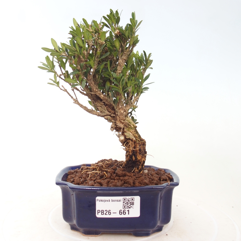 Zimmer Bonsai - Buxus harlandii - Korkbuxus