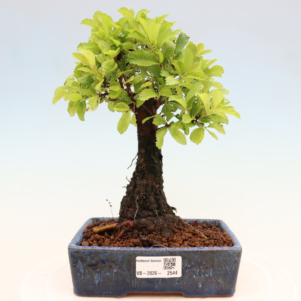 Bonsai für draußen - Zelkova - Zelkova NIRE