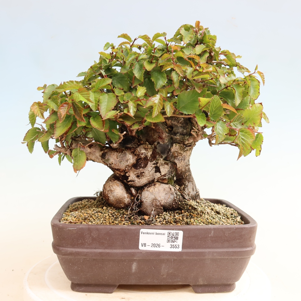 Bonsai für draußen -Carpinus CARPINOIDES - Koreanische Hainbuche