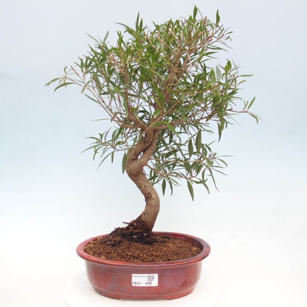 Zimmerbonsai - Ficus nerifolia - Kleinblättriger Ficus