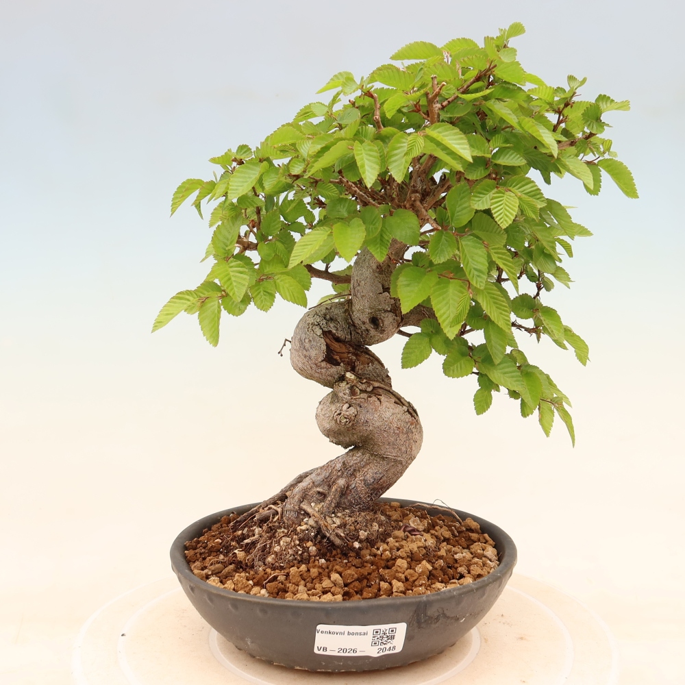 Bonsai für draußen - Karpinus Coreana - Koreanische Hainbuche