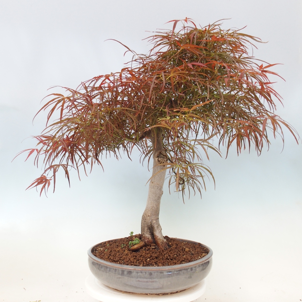 Bonsai für draußen - Acer palmatum RED PYGMY