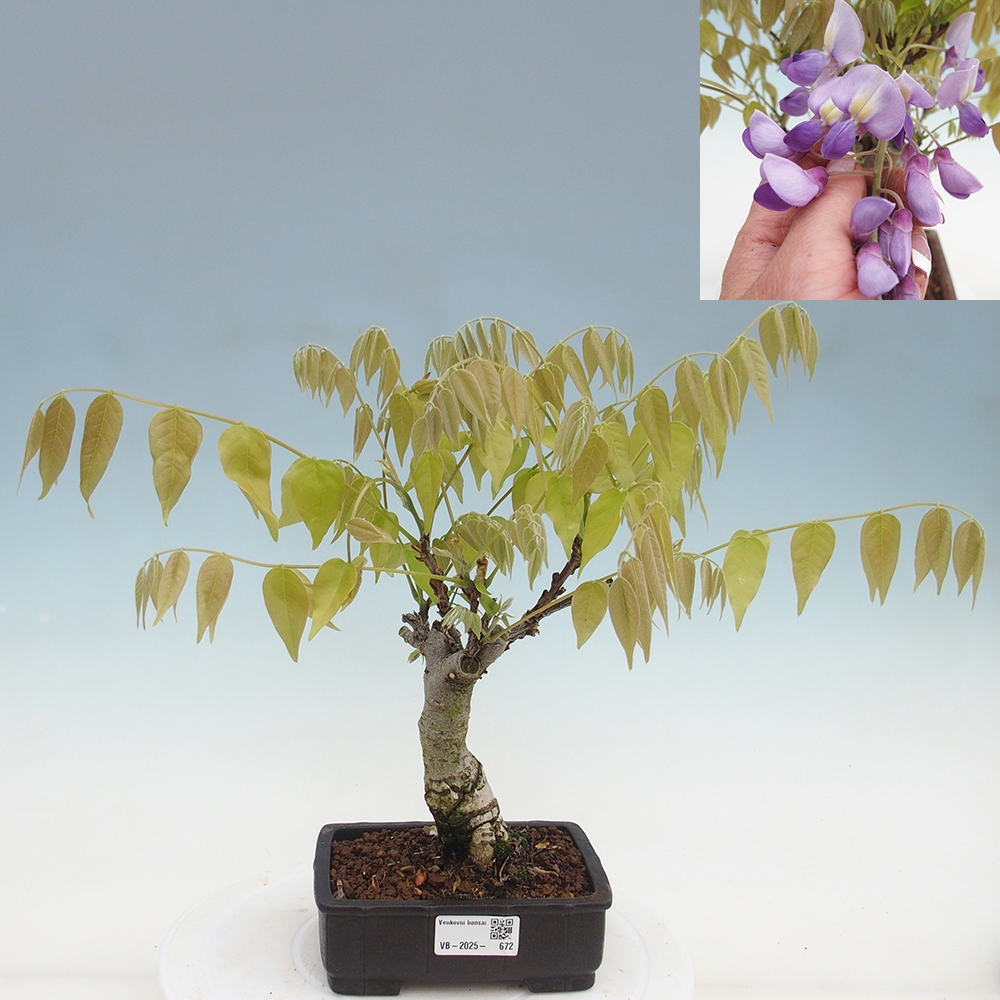 Bonsai für draußen - Wisteria floribunda
