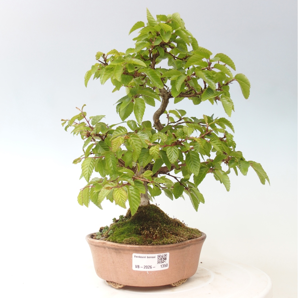 Bonsai für draußen -Carpinus CARPINOIDES - Koreanische Hainbuche