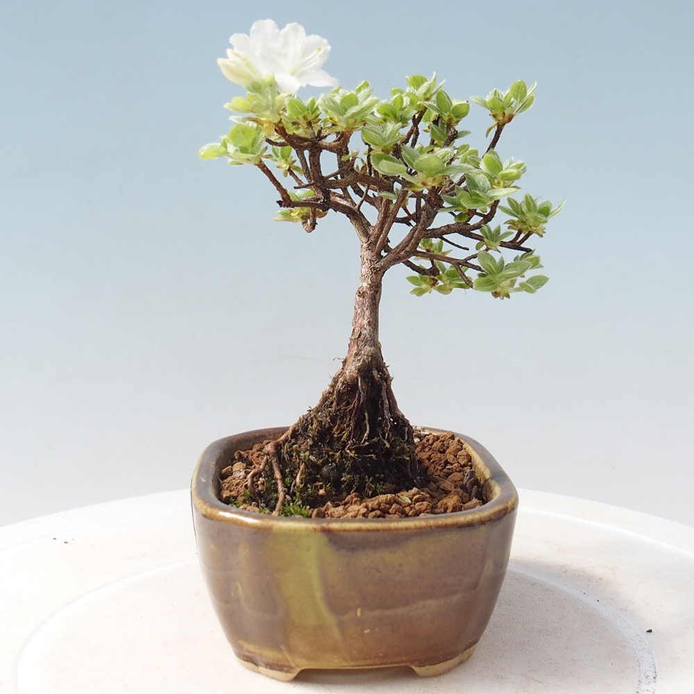 Bonsai für draußen - Rhododendron indicum - Japanische Azalee