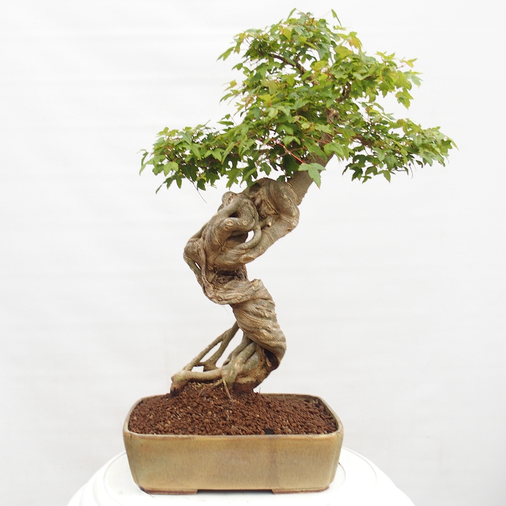 Bonsai für draußen - Acer Buergerianum - Bergahorn