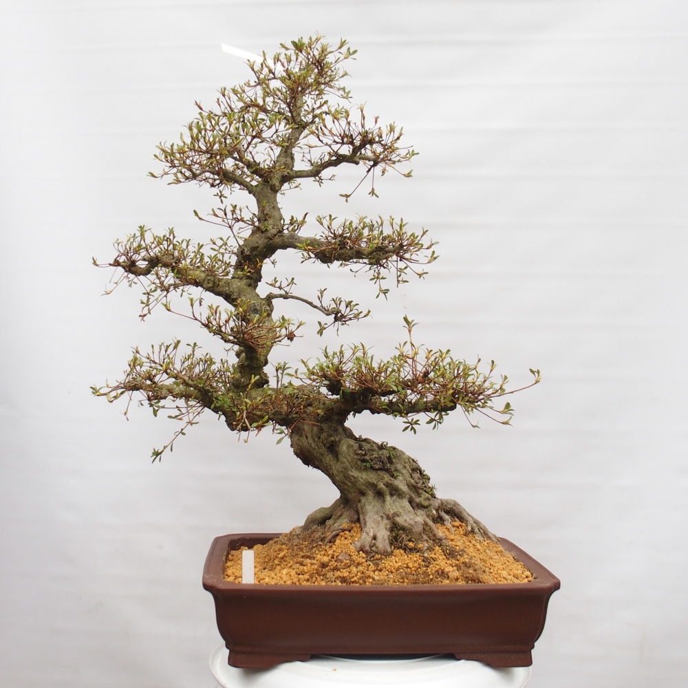 Bonsai für draußen - Japanische Azalee - Azalee Hekinan-no-Tsuki