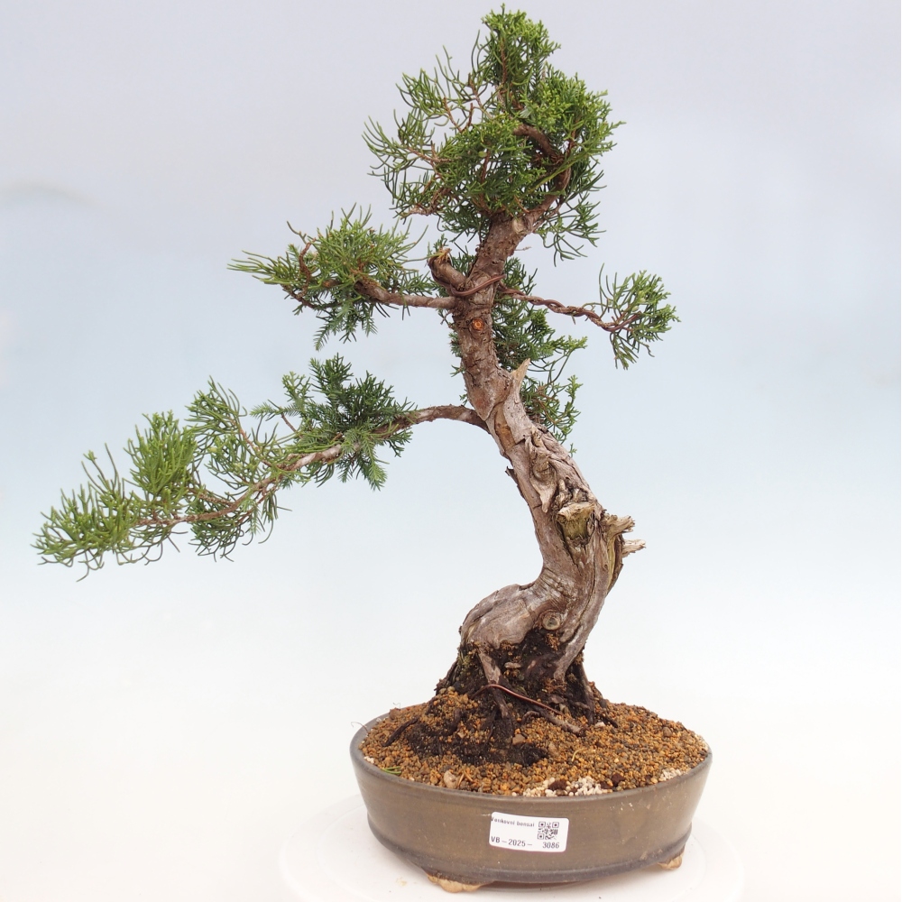 Bonsai für draußen - Juniperus chinensis Itoigawa
