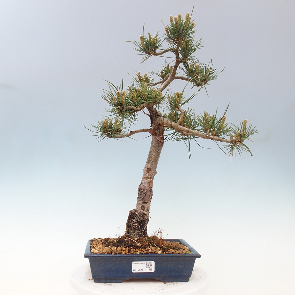 Bonsai für draußen - Pinus Sylvestris Watererri - Waldkiefer