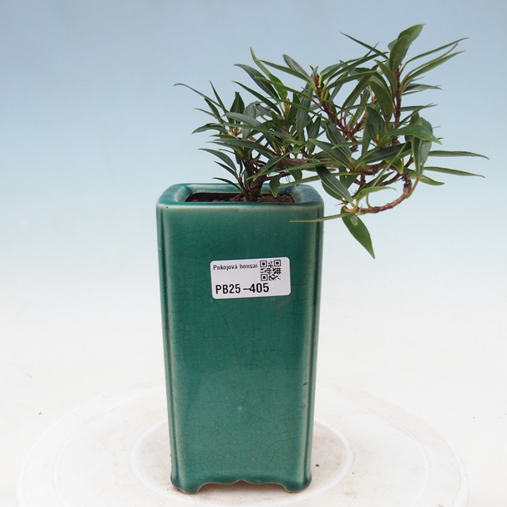 Zimmerbonsai - Ficus nerifolia - Kleinblättriger Ficus