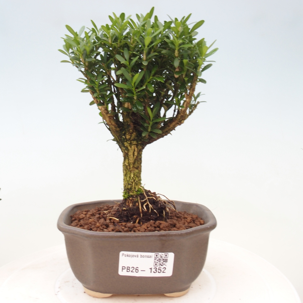 Zimmer Bonsai - Buxus harlandii - Korkbuxus