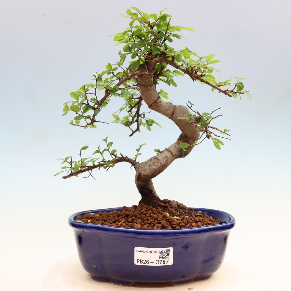 Zimmerbonsai - Ulmus parvifolia - Kleinblättrige Ulme