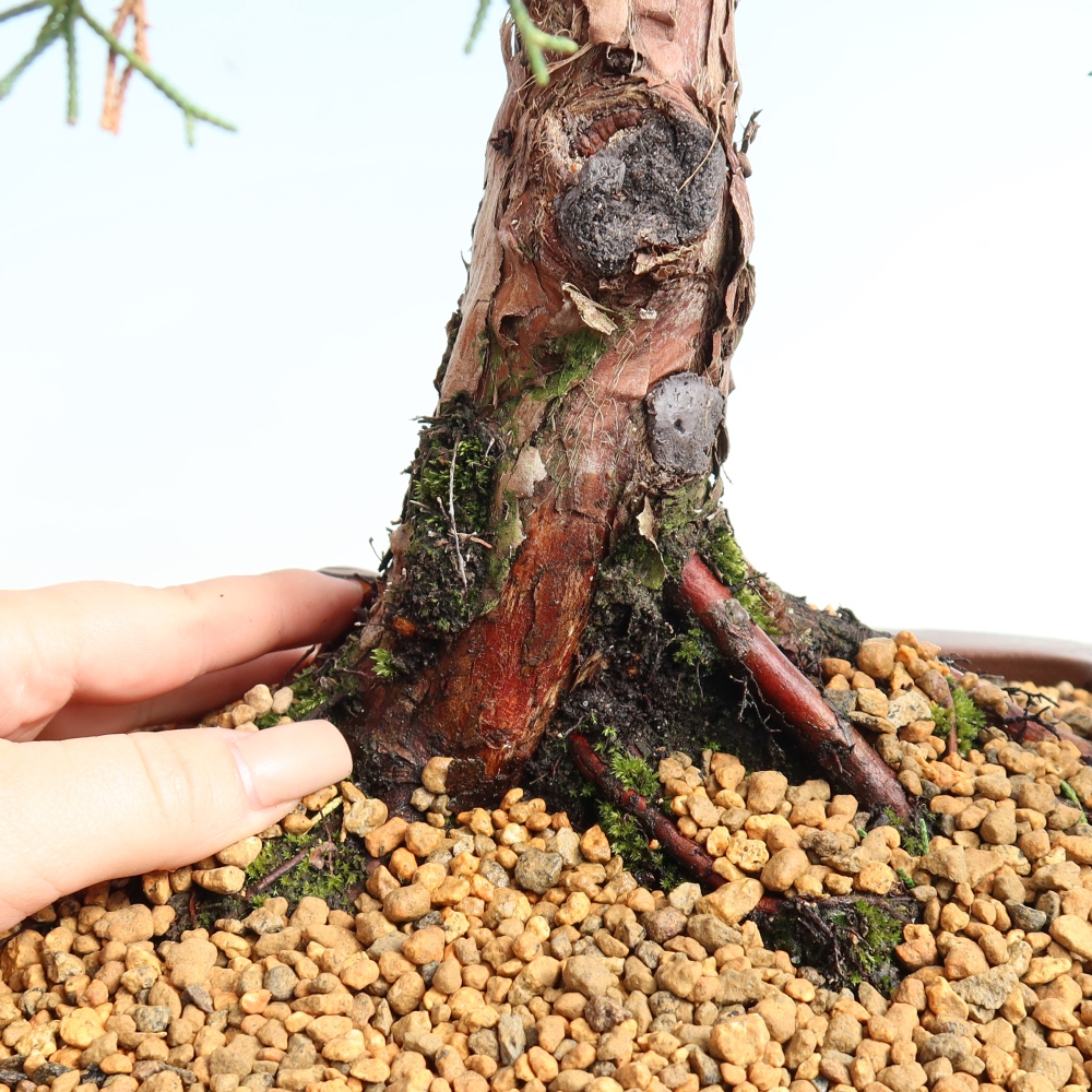 Bonsai für draußen - Juniperus chinensis Kishu