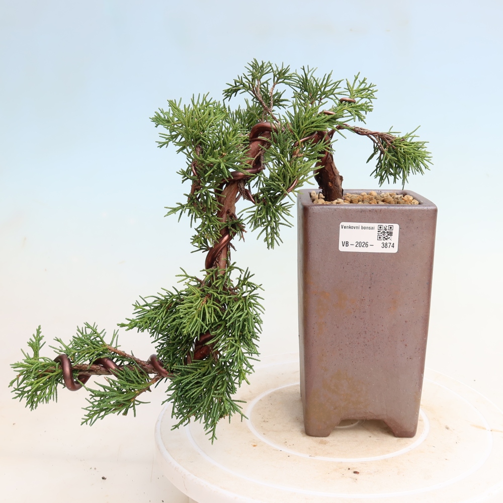 Bonsai für draußen - Juniperus chinensis Kishu