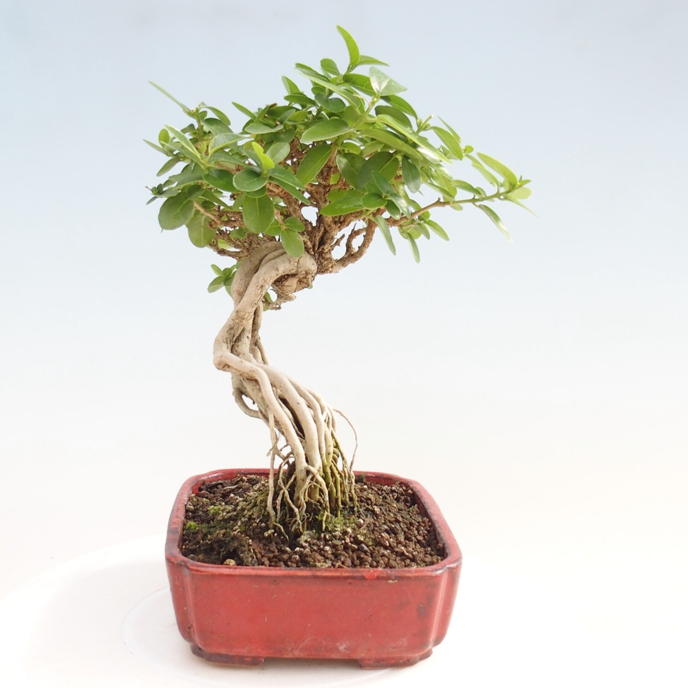 Zimmerbonsai - Premna serratifolia - Kozlovna malolista