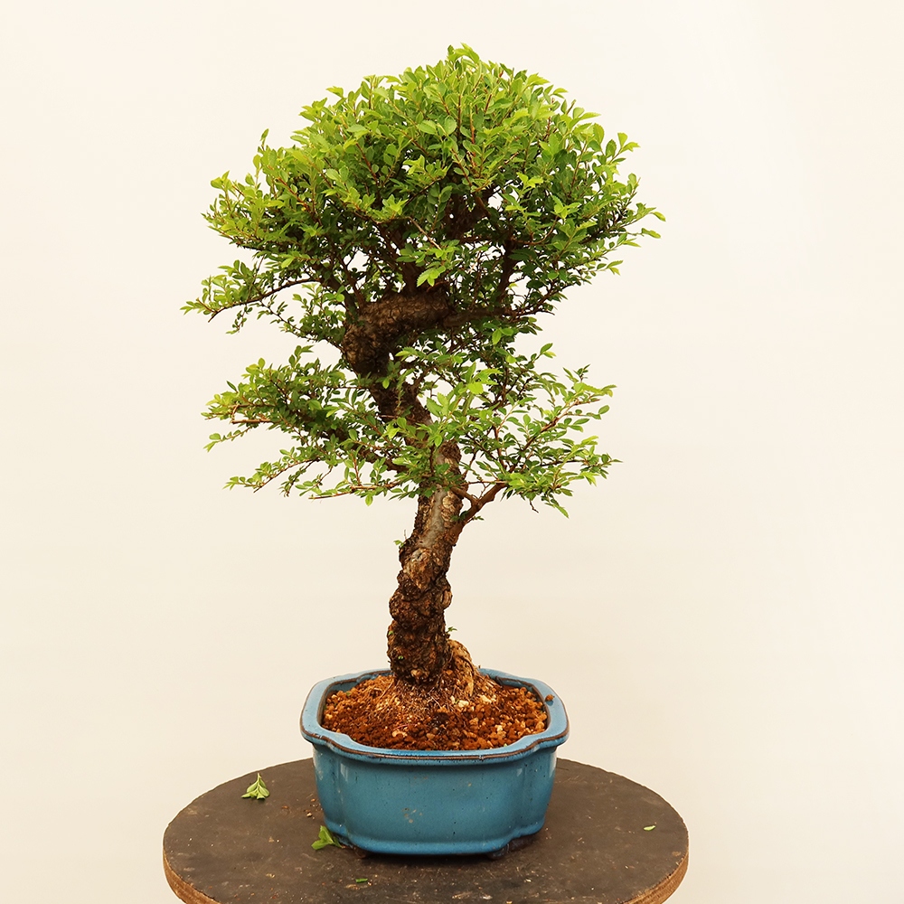 Bonsai für draußen - Zelkova - Zelkova NIRE