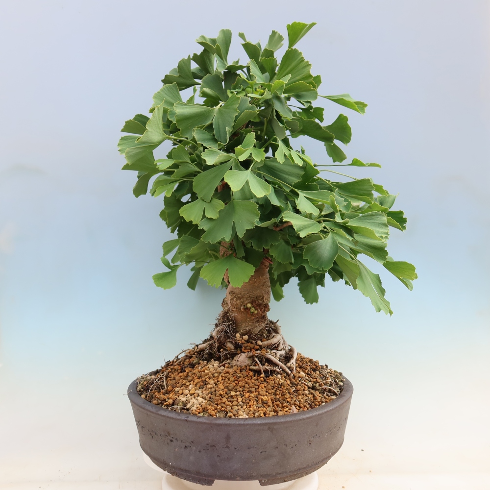 Bonsai für draußen - Ginkgo biloba - Ginkgo biloba