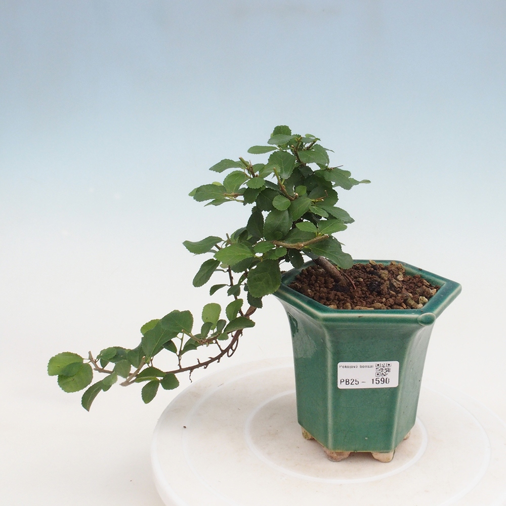 Zimmerbonsai - Grewia occidentalis - Lavendel Seestern