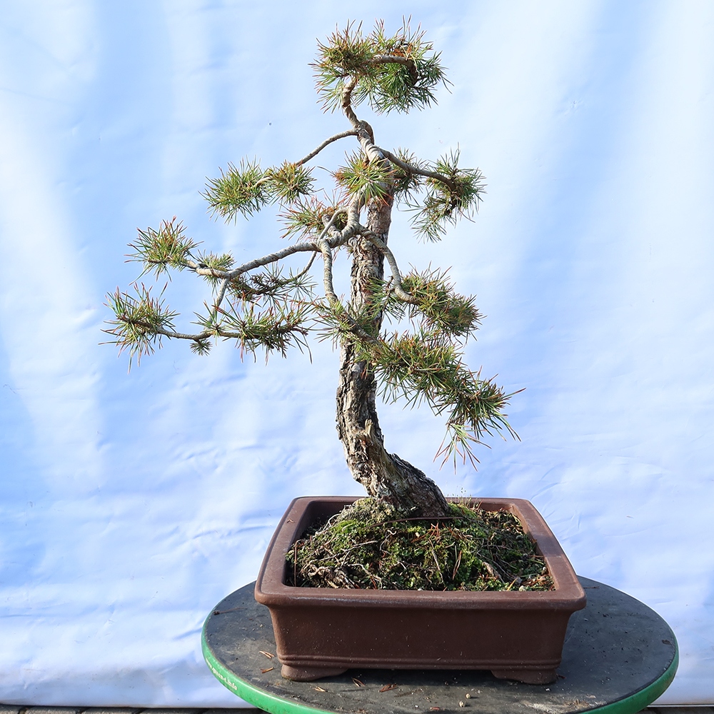 Pinus sylvestris Spanien – Waldkiefer