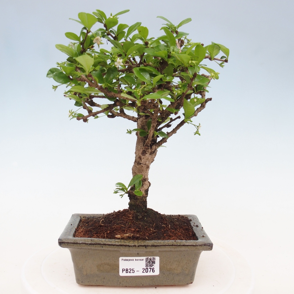 Zimmer-Bonsai - Carmona macrophylla - Tee-Fuki