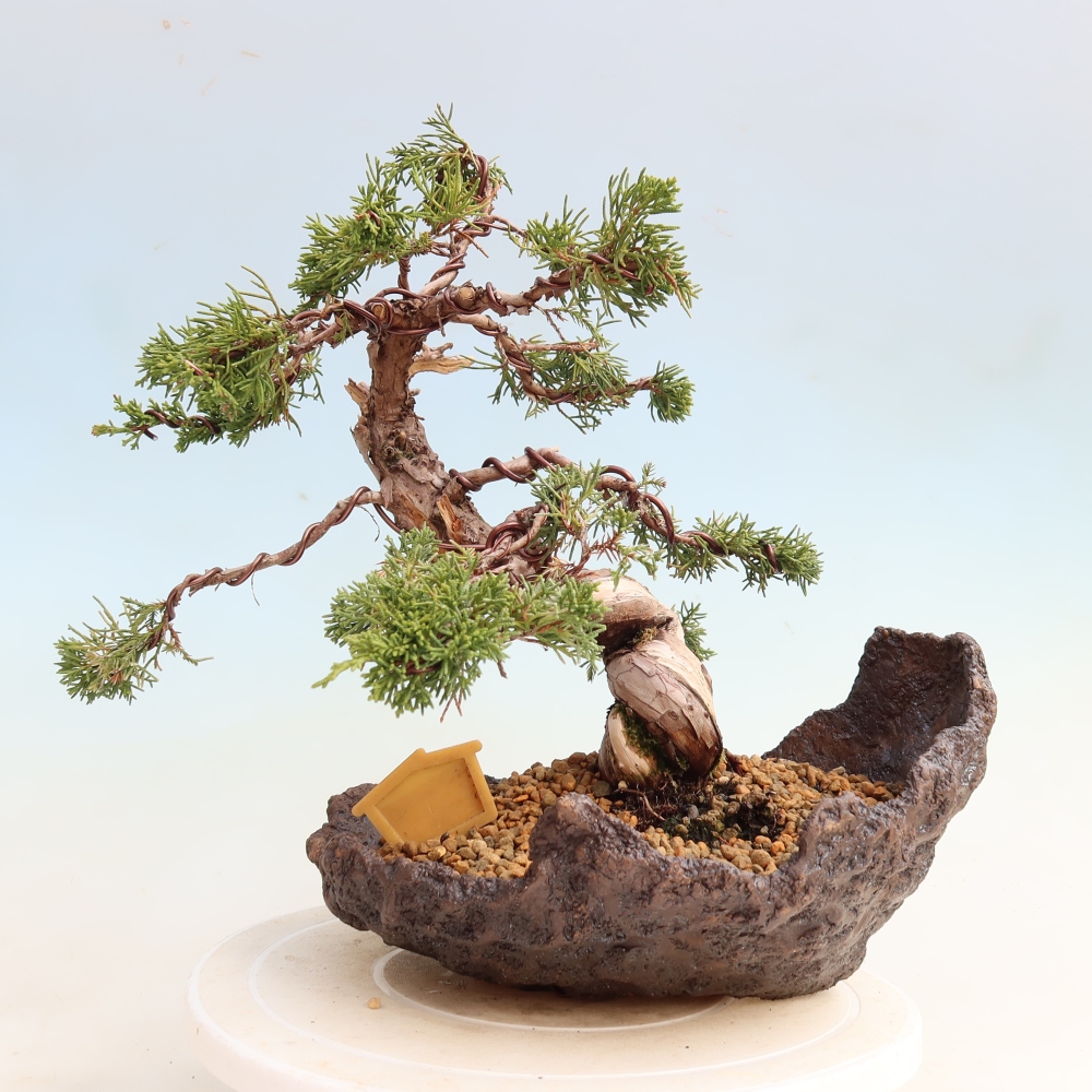 Bonsai für draußen - Juniperus chinensis Itoigawa-Juniperus chinensis