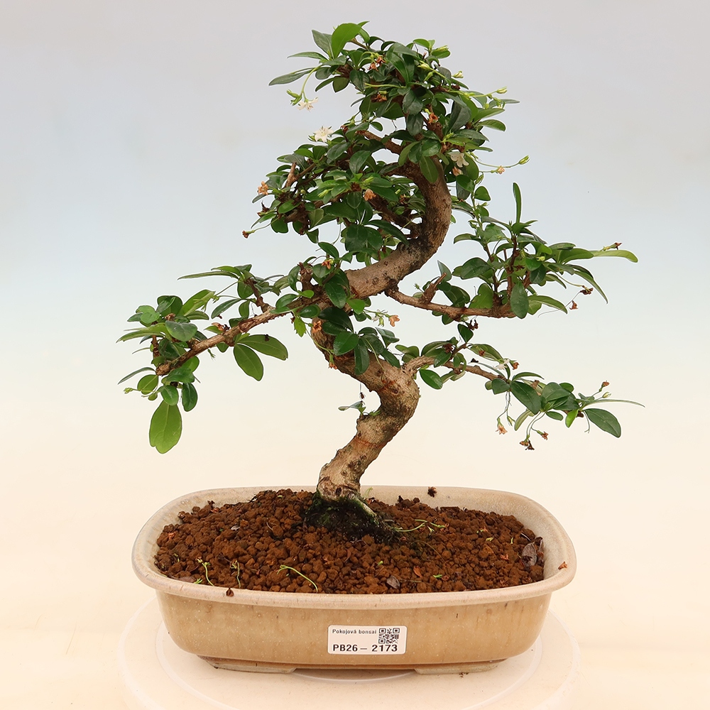 Zimmer-Bonsai - Carmona macrophylla - Tee-Fuki