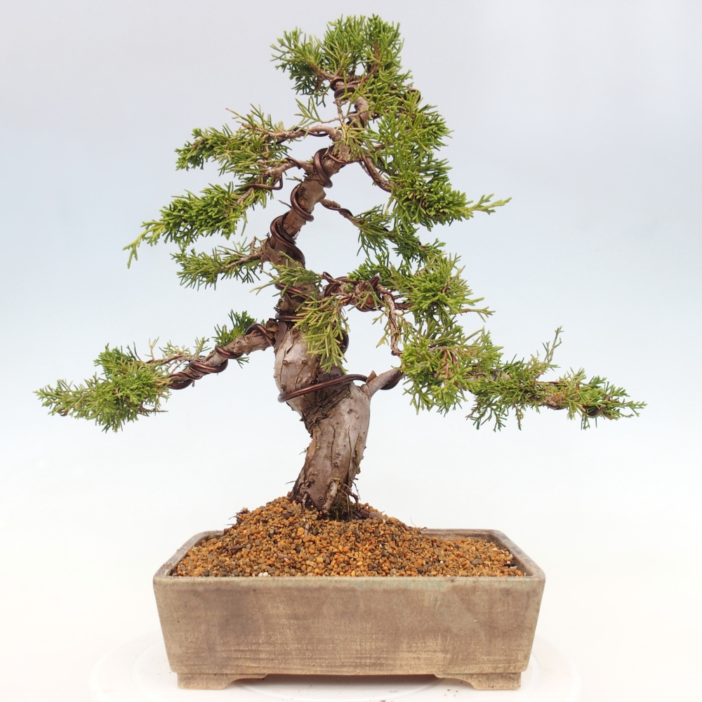 Bonsai für draußen - Juniperus chinensis Itoigawa
