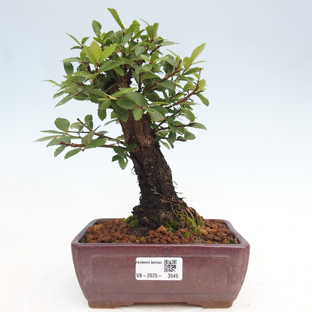 Bonsai für draußen - Zelkova - Zelkova NIRE