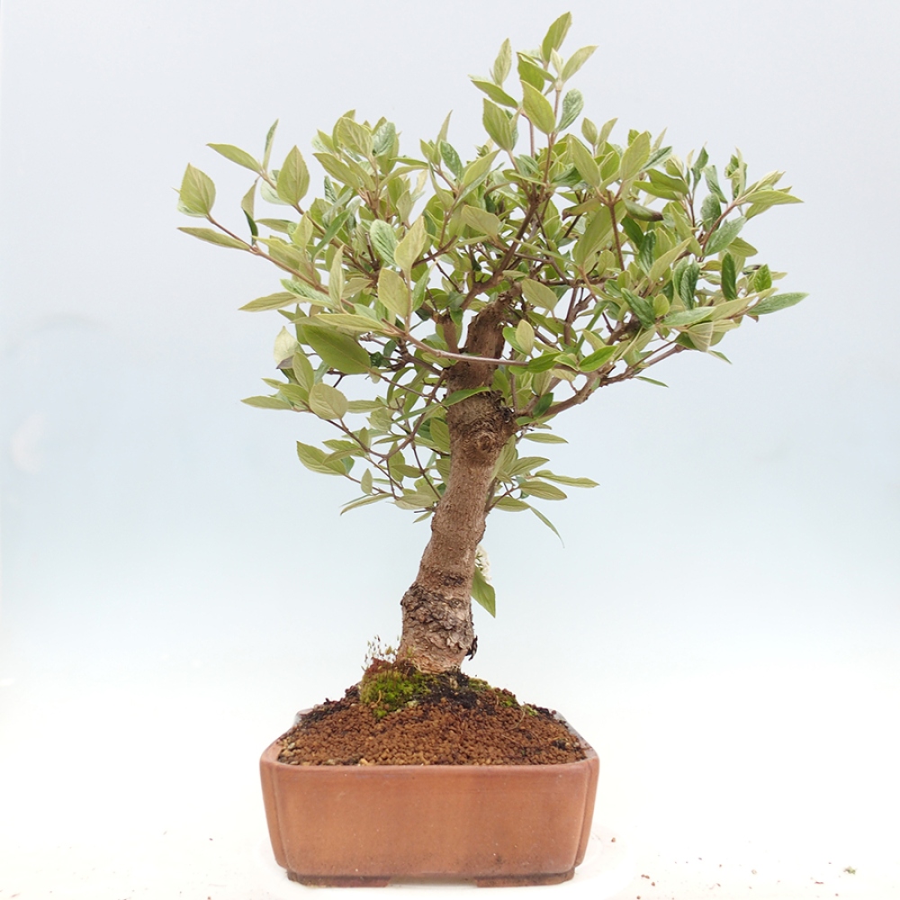 Bonsai für draußen - Kalina Bodnanská - Viburum carlesii hemsi